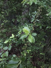 Spiraea prunifolia pseudoprunifolia