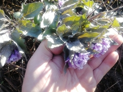 Physochlaina physaloides