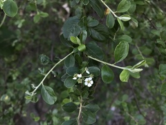 Spiraea prunifolia pseudoprunifolia