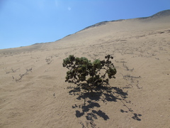 Nolana aplocaryoides