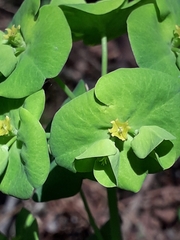 Euphorbia amygdaloides