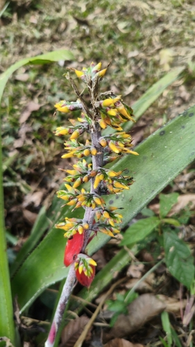 Aechmea angustifolia