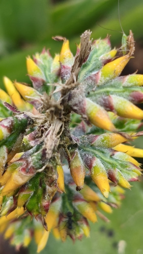 Aechmea angustifolia, photograph 2