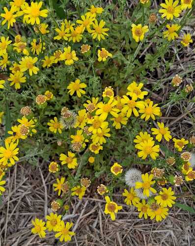 Great Plains Ragwort