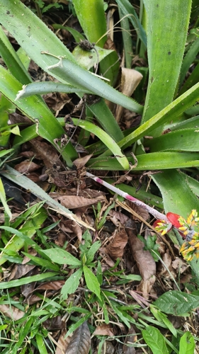 Aechmea angustifolia, photograph 3