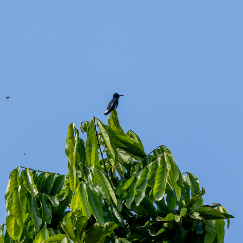 Black Jacobin