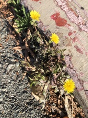 Taraxacum officinale