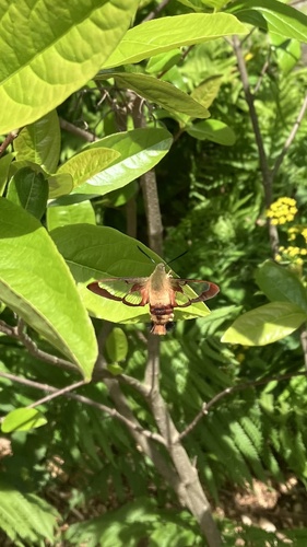 Hummingbird Hawk-Moth