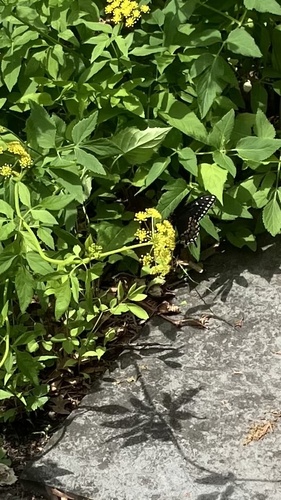 Black Swallowtail