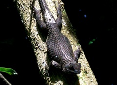 Sceloporus asper