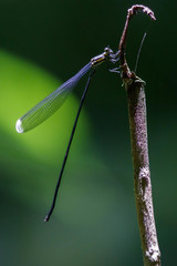 Mecistogaster modesta