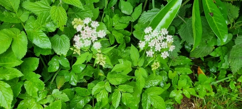 Goutweed