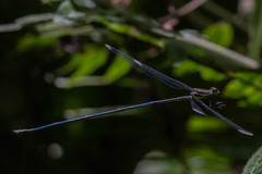 Mecistogaster modesta