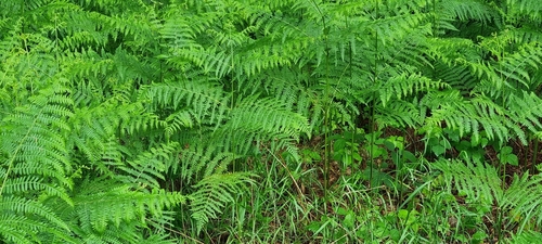 common bracken