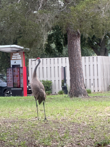 Sandhill Crane observed by steffie_beres