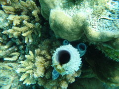 Porifera