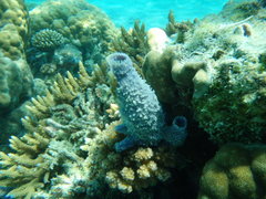 Porifera