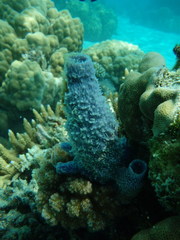 Porifera