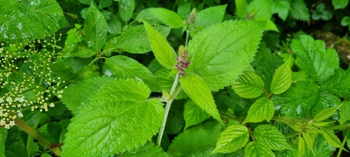 hedge woundwort