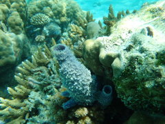 Porifera
