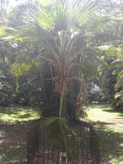 Pritchardia beccariana