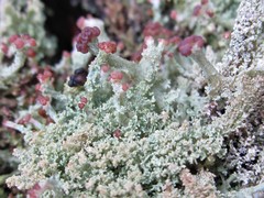 Cladonia parasitica