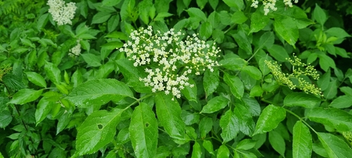 European black elderberry