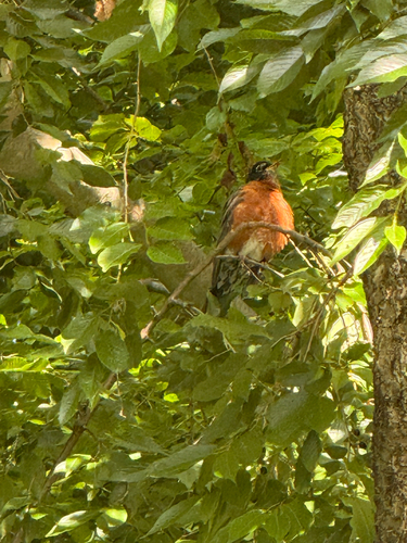 American Robin