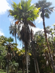 Pritchardia beccariana