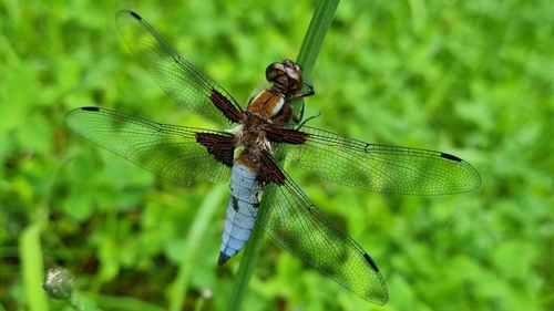 Broad-bodied Chaser