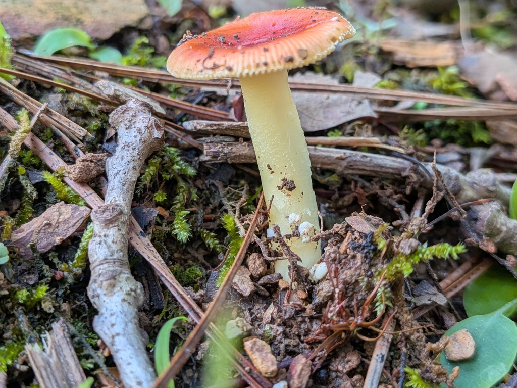False Caesar's Mushroom · June 2026 · photo: Photo: no rights reserved · iNaturalist