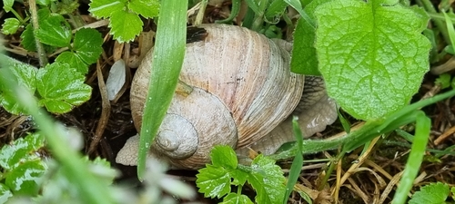 Roman Snail