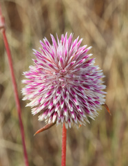 Gomphrena canescens, photograph (c) Lachlan Copeland, some rights reserved (CC BY-SA)