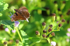 Pellicia arina