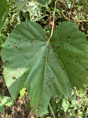 Vernicia fordii