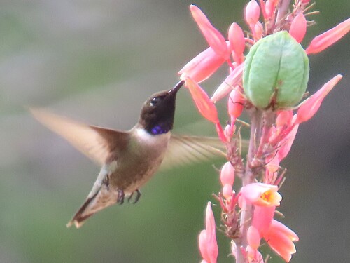 Black-chinned Hummingbird observed by patsykuentz