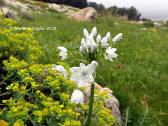 Allium palaestinum