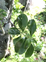 Euonymus carnosus