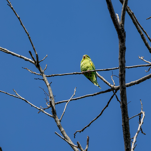 Yellow-chevroned Parakeet