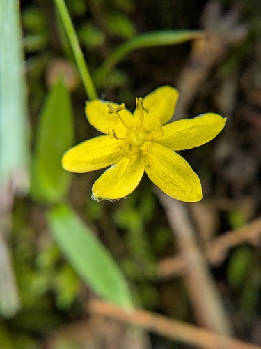 yellow star grass