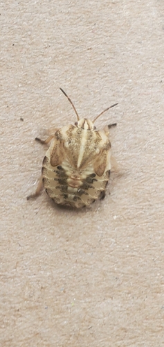 Continental Striped Shield Bug