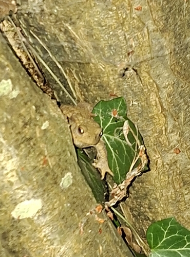 European Toad
