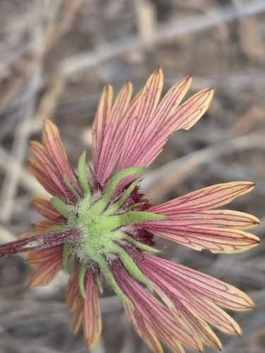 Gaillardia