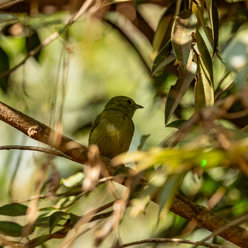 White-bearded Manakin