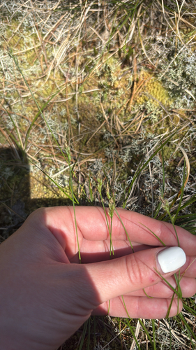 Carex albicans observed 2026-06-02
