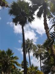 Pritchardia beccariana