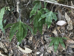 Pyrrosia polydactylos
