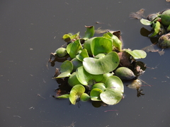 Ischnura denticollis