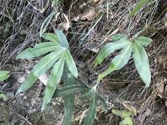 Pyrrosia polydactylos