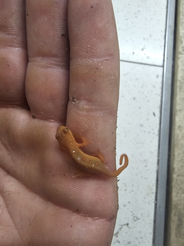 Eastern Newt observed by petronijevic